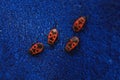 Red bug with black dots firebug Pyrrhocoris apterus on blue background Royalty Free Stock Photo