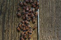 Red bug with black dots firebug on a wooden background. A bunch of red beetles or beetles bask in the sun. Group of autumn fire of Royalty Free Stock Photo