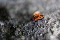 A red bug with black spots is on a rock. The bug is small and has a black head Royalty Free Stock Photo
