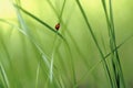 Red bug on a blade of grass 1 Royalty Free Stock Photo