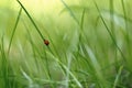 Red bug on a blade of grass 2 Royalty Free Stock Photo