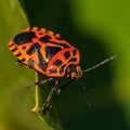 Red bug crawling on the leaf Royalty Free Stock Photo