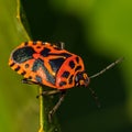 Red bug crawling on the leaf Royalty Free Stock Photo