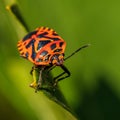 Red bug crawling on the leaf Royalty Free Stock Photo