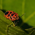 Red bug crawling on the leaf Royalty Free Stock Photo