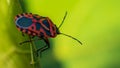 Red bug crawling on the leaf Royalty Free Stock Photo