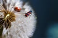 Red bug on the dandelion Royalty Free Stock Photo