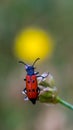 Red bug on a flower looking in the yellow