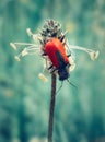 Red bug on flower Royalty Free Stock Photo