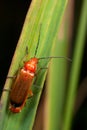 A red bug on the leaf Royalty Free Stock Photo