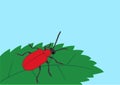 Red bug on leaf Royalty Free Stock Photo