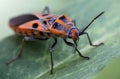 Red bug on a leaf Royalty Free Stock Photo