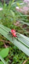 the red bug on the leaf was looking around