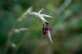 Red bug.MELOIDAE SCHRENK Royalty Free Stock Photo