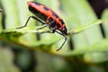 Red bug Pyrrhocoridae Royalty Free Stock Photo