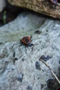 Red bug on the rock Royalty Free Stock Photo