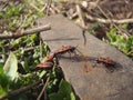 Red bug soldier in macro. Red insects with black dots. Soldiers mating. Royalty Free Stock Photo