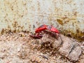 RED BUGS, RED STAINERS, GIANT Royalty Free Stock Photo