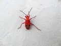 RED BUGS, RED STAINERS, GIANT Royalty Free Stock Photo