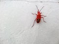 RED BUGS, RED STAINERS, GIANT Royalty Free Stock Photo