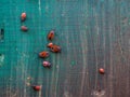 Red bugs on a wooden board Royalty Free Stock Photo