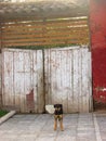 Red building and the dog in Yerbas buenas, Chile