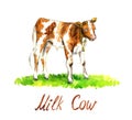 Red bull-calf cow standing on green meadow, side view hand painted watercolor illustration design element