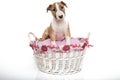 A red Bull Terrier puppy in a basket