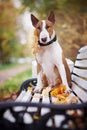 The red bull terrier sits on a bench Royalty Free Stock Photo