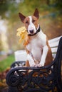 The red bull terrier sits on a bench Royalty Free Stock Photo