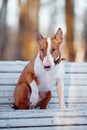 The red bull terrier sits on a bench. Royalty Free Stock Photo