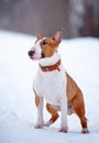 Red bull terrier on walk Royalty Free Stock Photo