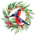 Red bullfinch, Christmas wreath with birds on a white background, watercolor drawings