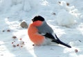 The red bullfinch sits on clear snow. A male songbird, the bullfinch in winter. Bird close-up. Wild bird. Bullfinch in the forest