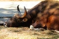 Red Bulls in zoos, wildlife protection, animals and nature. Royalty Free Stock Photo