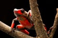 Red bullseye harlequin poison dart frog, oophaga histrionica Royalty Free Stock Photo