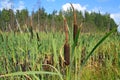 Red bulrush Royalty Free Stock Photo