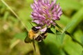 Red bumblebee pollinates a flower