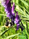 Meadow, backyard garden, bumblebee, purple flowers