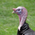 Portrait of a male domestic turkey in the green blurred background