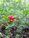 Red Bunchberry Cornus Canadensis Royalty Free Stock Photo