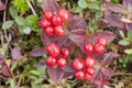 Red bunchberry