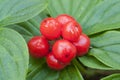 Red bunchberry