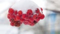 Red bunches branch of rowan covered with the first snow winter Royalty Free Stock Photo