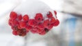 Red bunches branch of rowan covered with the first snow winter Royalty Free Stock Photo