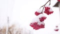 Red bunches branch of rowan winter covered with the first snow Royalty Free Stock Photo