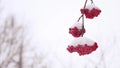 Red bunches branch of winter rowan covered with the first snow Royalty Free Stock Photo