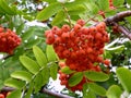 Red bunches of mountain ash Royalty Free Stock Photo