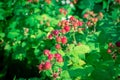 Red bunches of raspberries that ripen in the bright summer sun. Many berries on the raspberry bush.