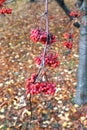 Red bunches of rowan berries in autumn Royalty Free Stock Photo